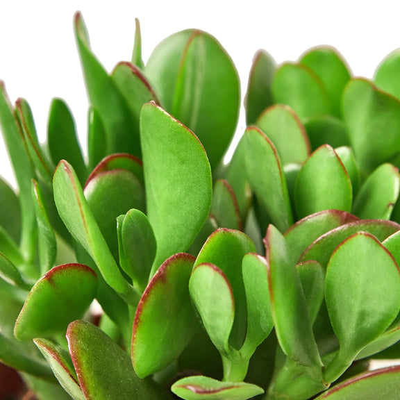 Jade Plant | Crassula Ovata Indoor Plant at All About Planties