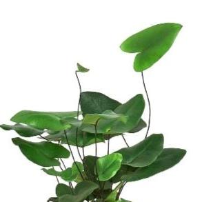 heart leaf house plants Fern Heart