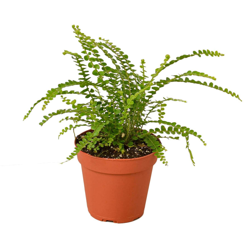 fern-lemon-button plant