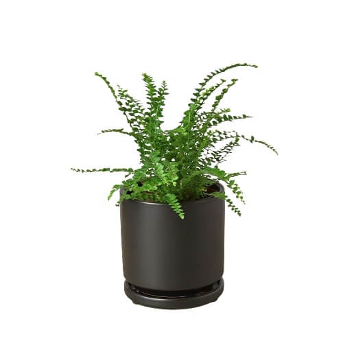 fern-lemon-button plant in a black pot