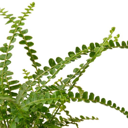 fern-lemon-button plant closeup