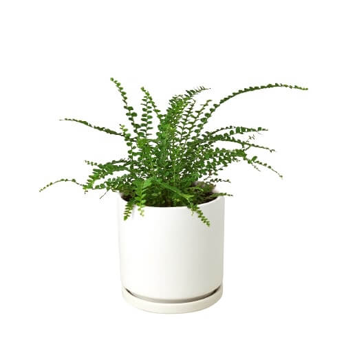 fern-lemon-button plant in a white pot