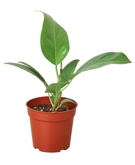 ficus-audrey plant 4inch