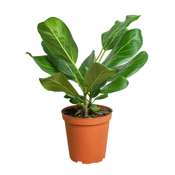 audrey ficus lowes Ficus 'Audrey'