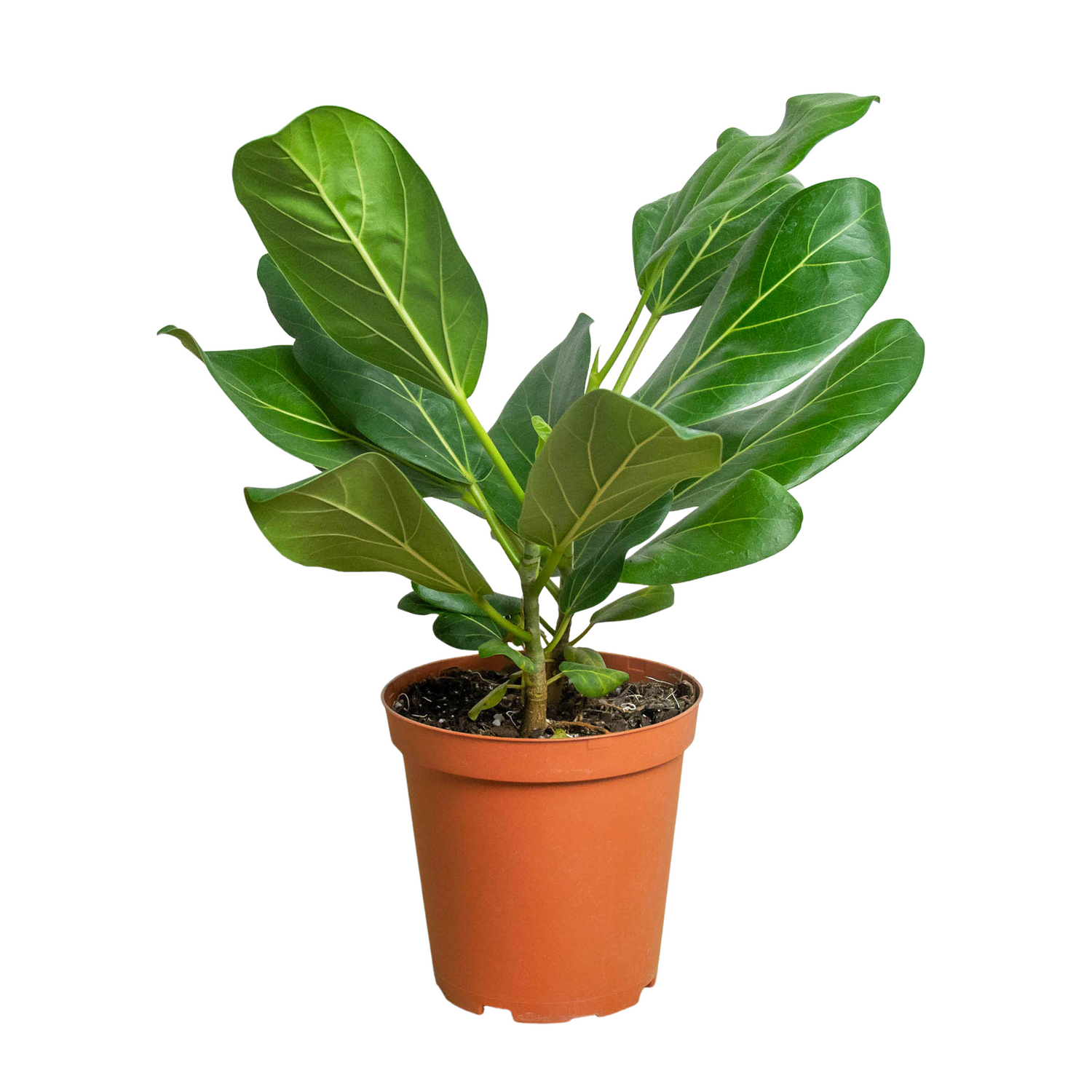 ficus-audrey plant 6inch