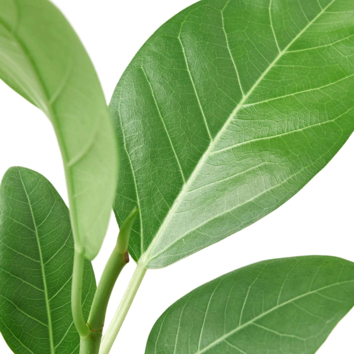 ficus-audrey plant closeup
