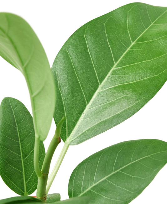 ficus-audrey plant closeup