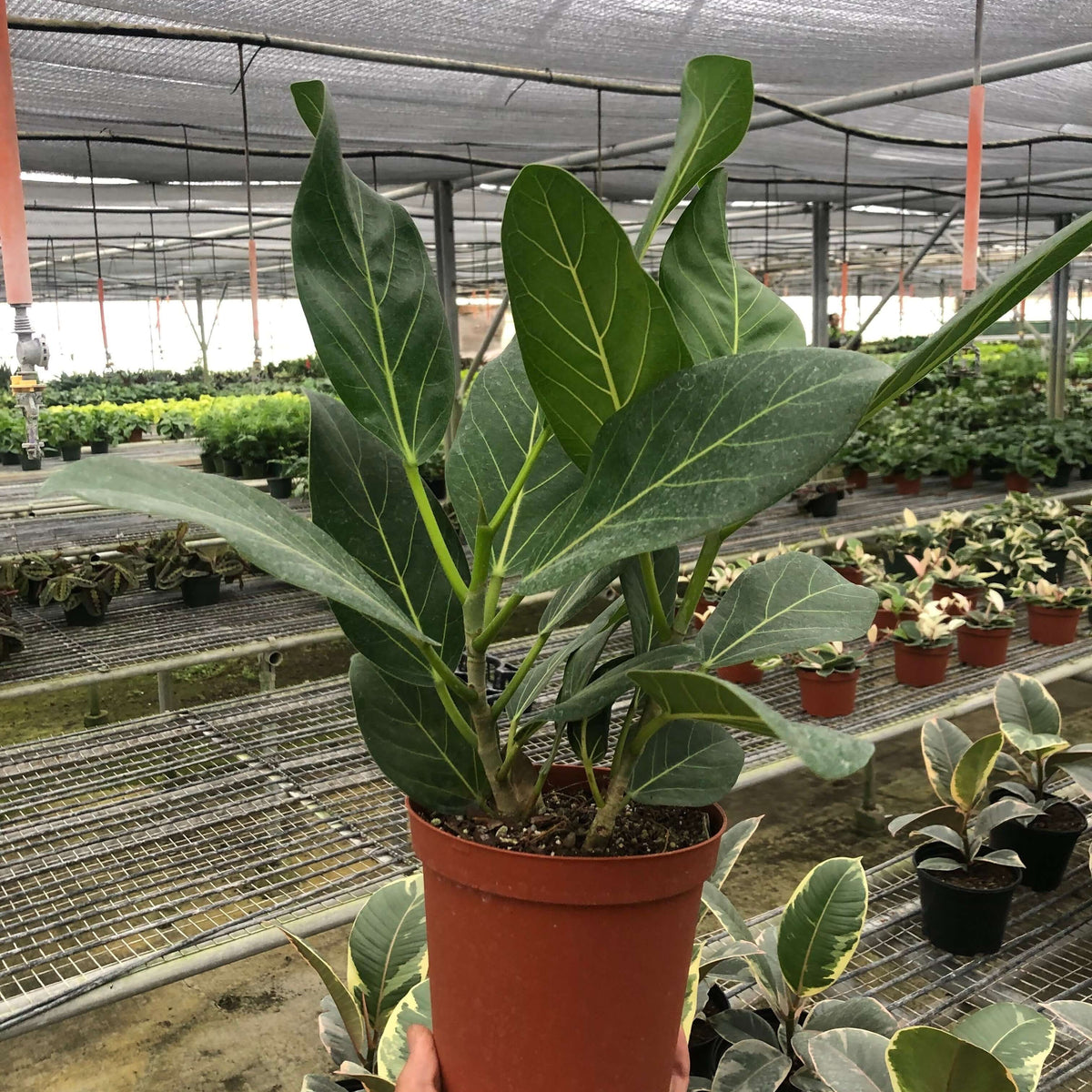 ficus audrey cold tolerance Ficus Audrey