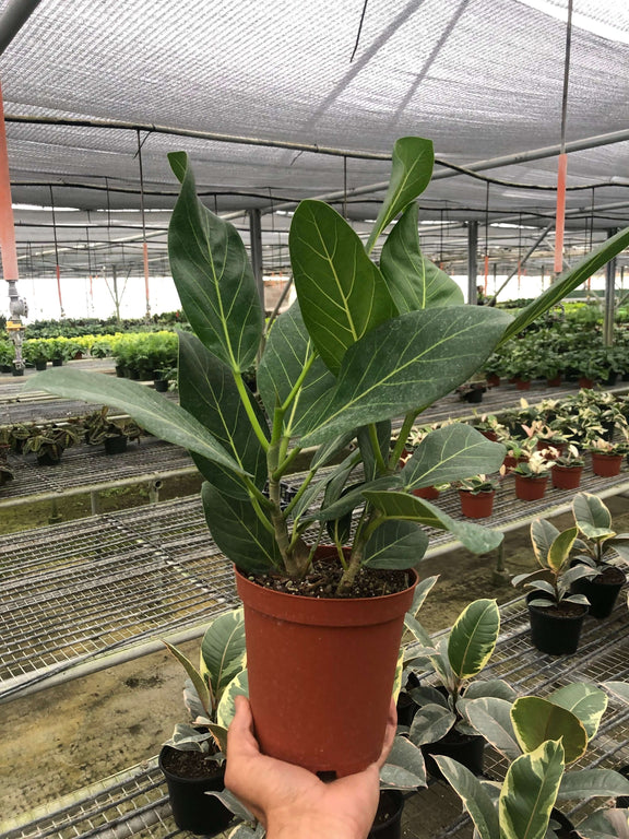 ficus audrey india Ficus 'Audrey'