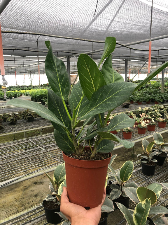 ficus-audrey plant in a nursery