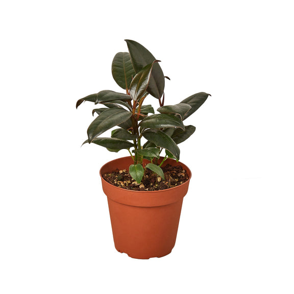 A Ficus Elastica 'Burgundy' plant with dark green leaves in an orange pot by All About Planties