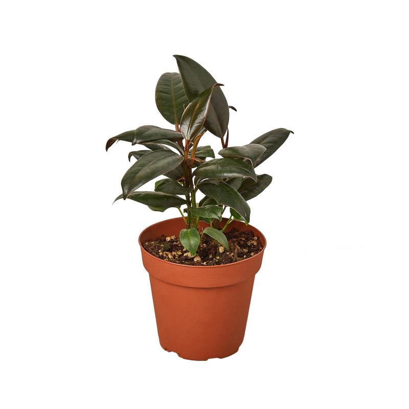 A Ficus Elastica 'Burgundy' plant with dark green leaves in an orange pot by All About Planties
