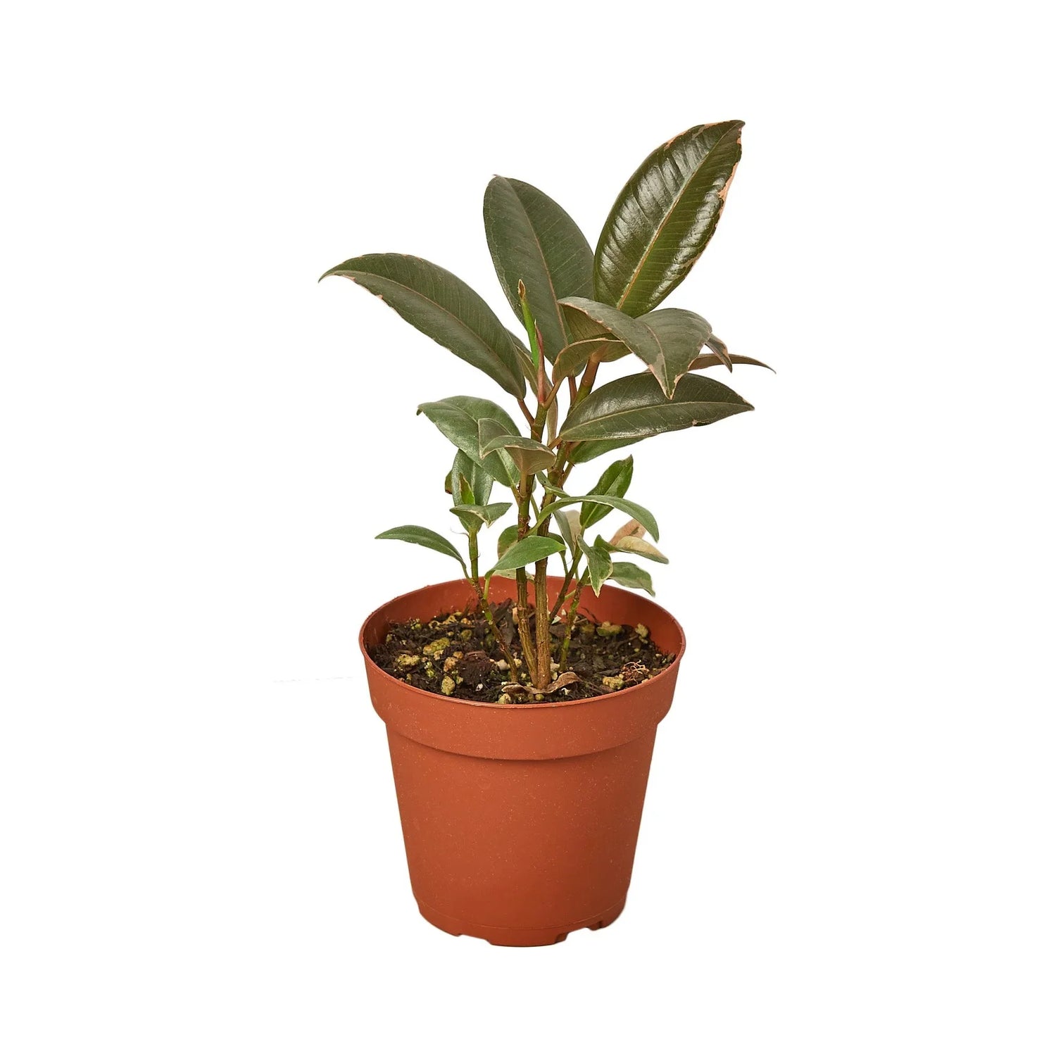 ficus-elastica-tineke plant in a pot