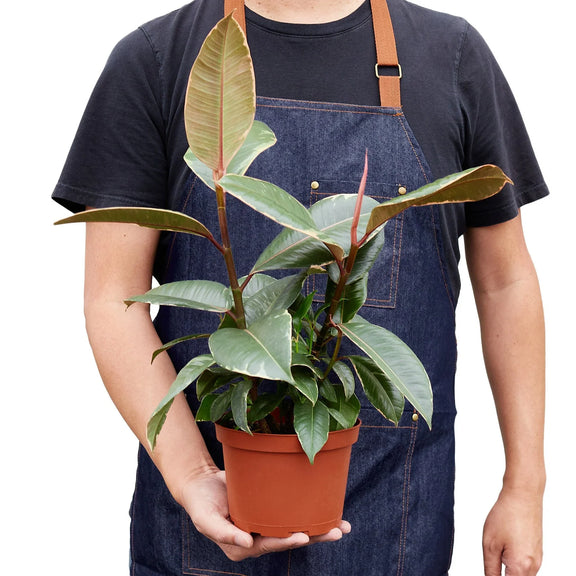 person holding a ficus-elastica-tineke plant of 6 inch