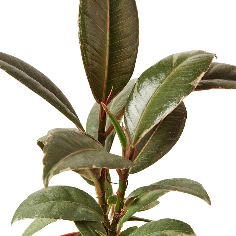 ficus-elastica-tineke leaves close up