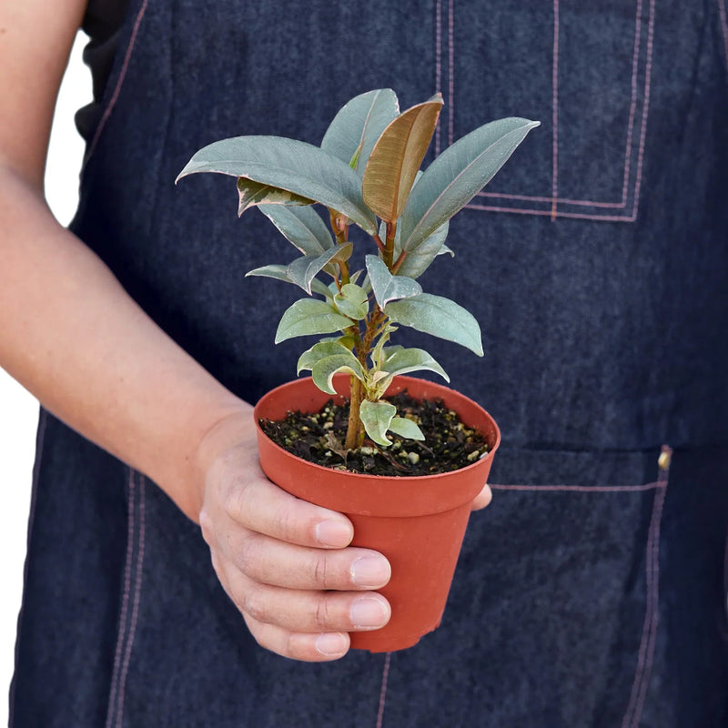 hand holding a ficus-elastica-tineke plant