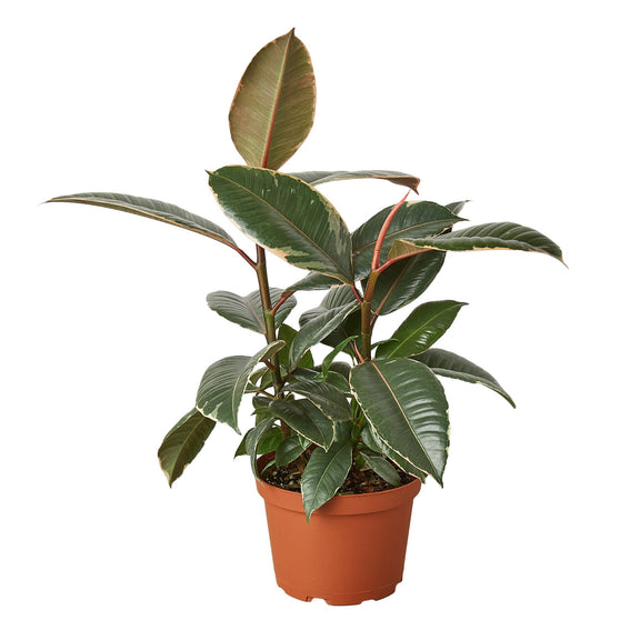 ficus-elastica-tineke plant