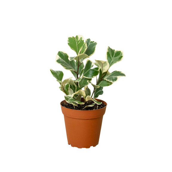 ficus-elastica-triangularis-variegated plant in a 4inch pot