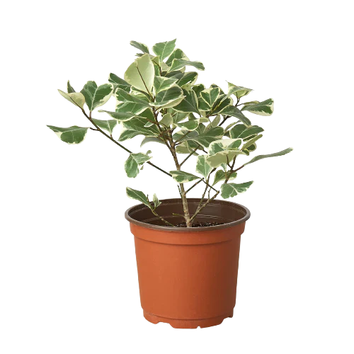 ficus-elastica-triangularis-variegated in a 6 inhc pot