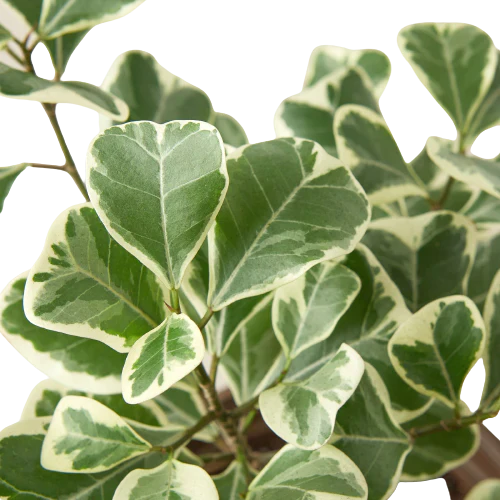 ficus-elastica-triangularis-variegated leaves closeup