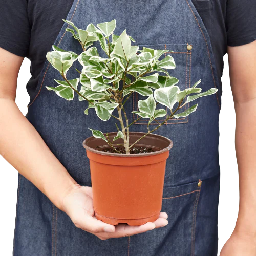 person holding a ficus-elastica-triangularis-variegated plant