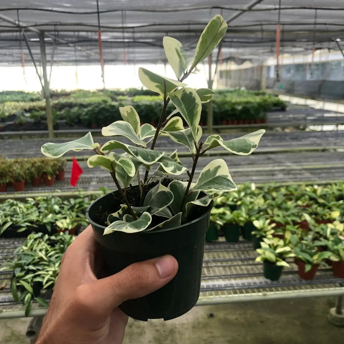 ficus-elastica-triangularis-variegated in a nursery