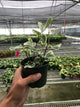 ficus-elastica-triangularis-variegated in a nursery