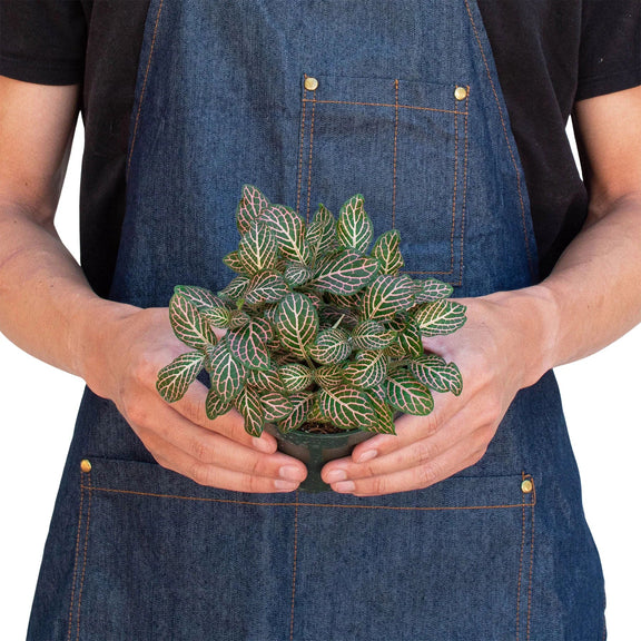 person holding a fittonia pink plant