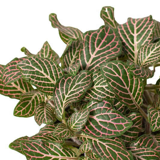 fittonia-pink-leaves close up