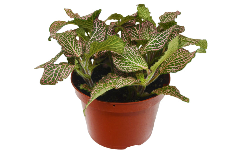 fittonia-pink-plant