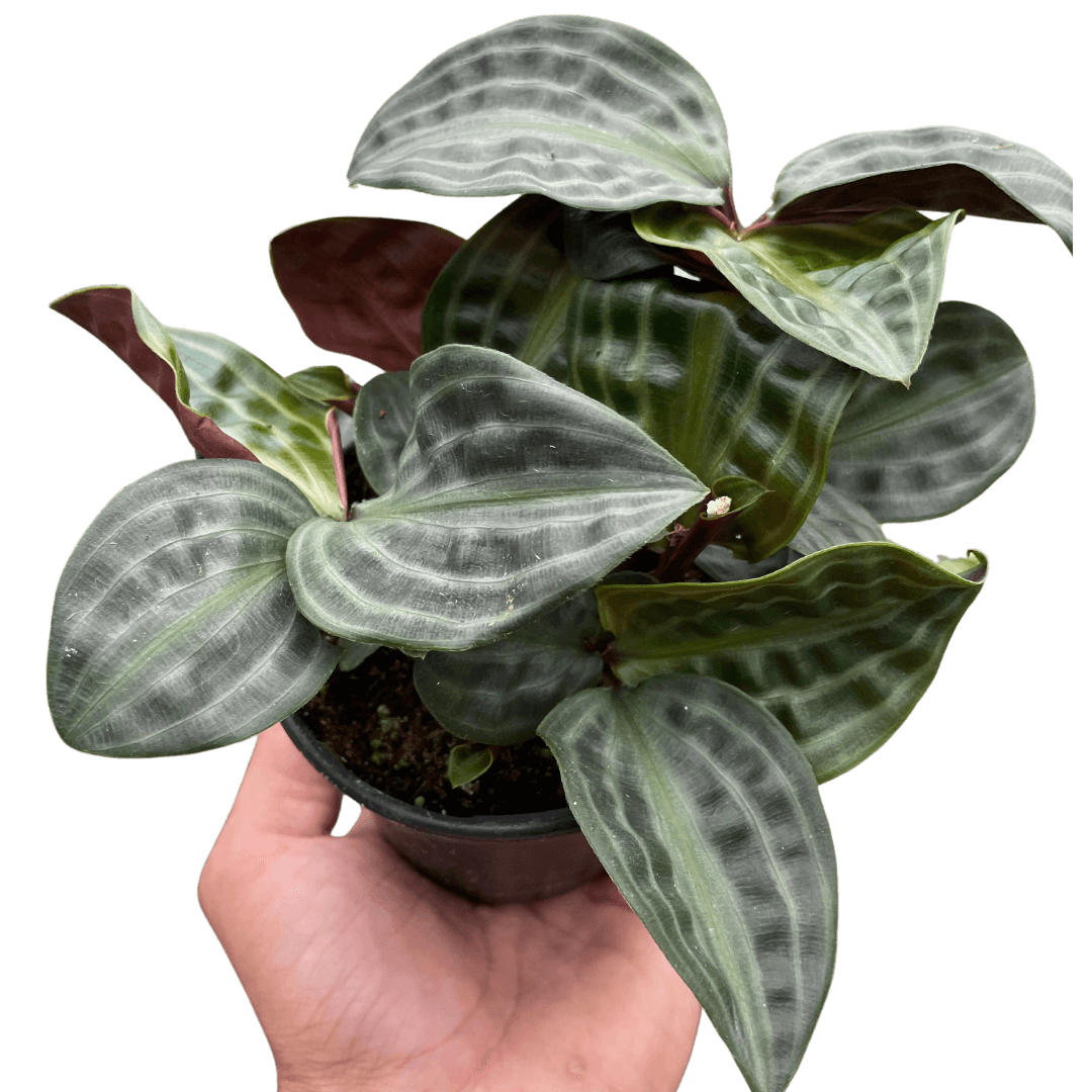 Geogenanthus 'Seersucker' | Unique & Exotic Houseplant – All About Planties