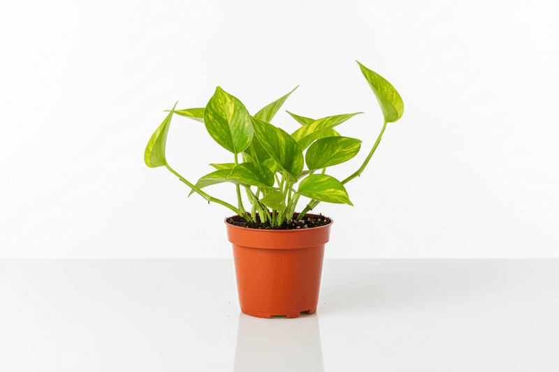 Golden Pothos 3" - square format