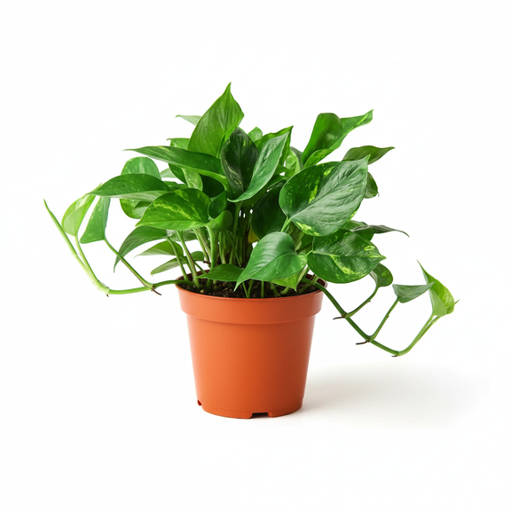 Golden Pothos plant in orange nursery pot with deep green variegated leaves - easy care houseplant