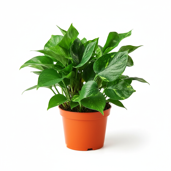 Young Golden Pothos starter plant with variegated foliage in orange pot - beginner friendly