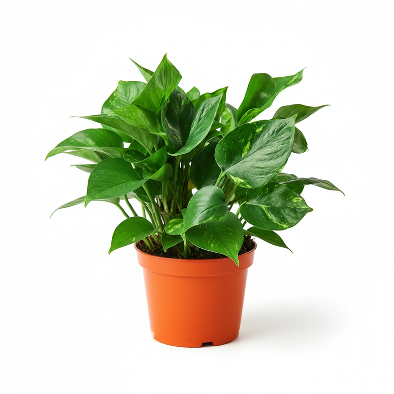 Young Golden Pothos starter plant with variegated foliage in orange pot - beginner friendly