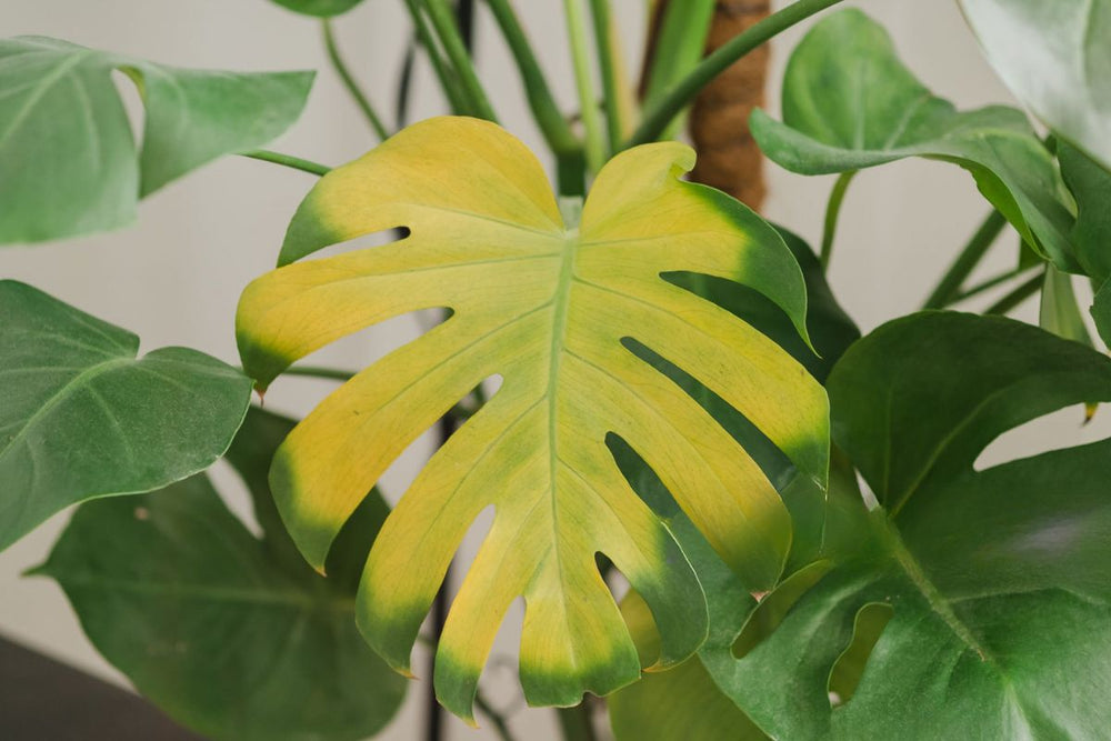 Close-up of a houseplant with yellow leaves, indicating a common plant care issue