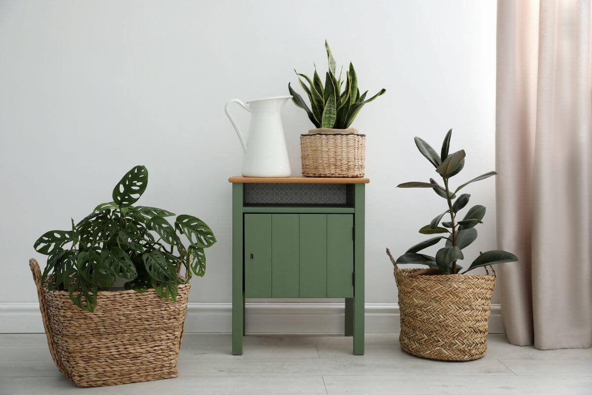 Three houseplants including a snake plant and monstera in wicker baskets and pots, placed around a green wooden cabinet with a white pitcher on top