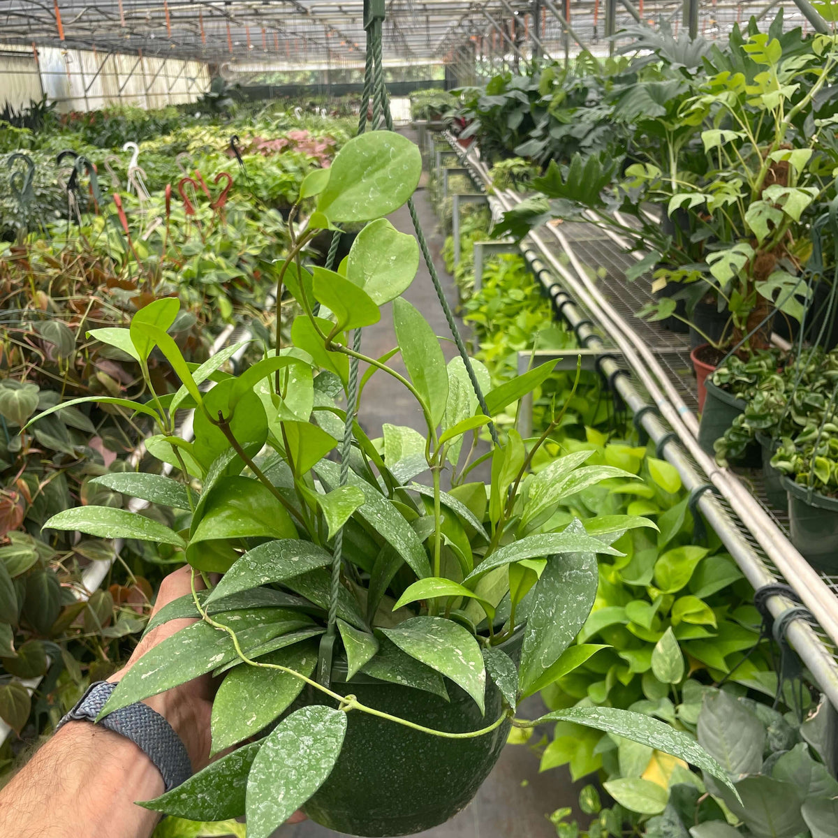 hoya-pubicalyx with 8inch pot  in a nursery