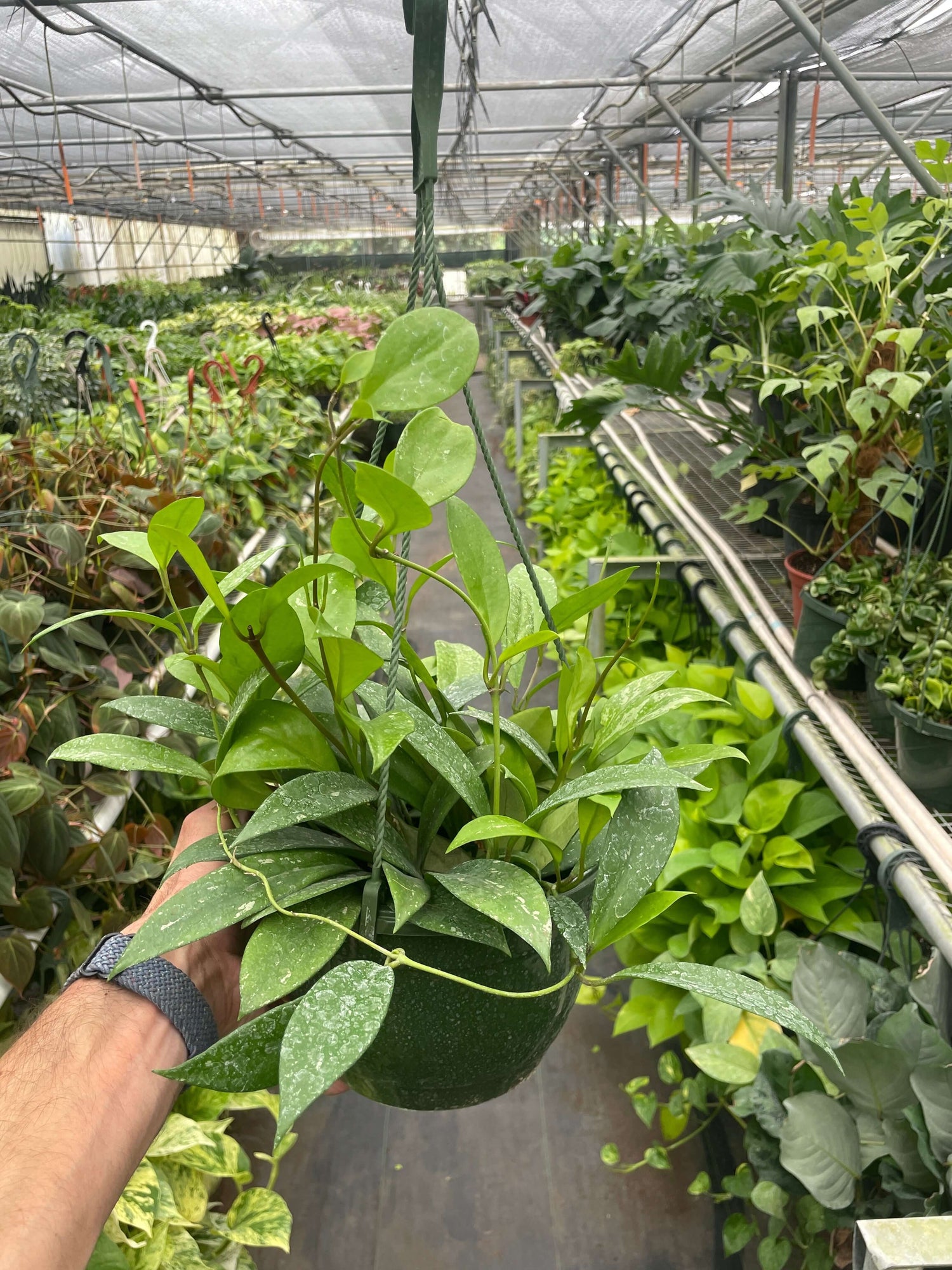 hoya-pubicalyx 8inch pot  in a nursery