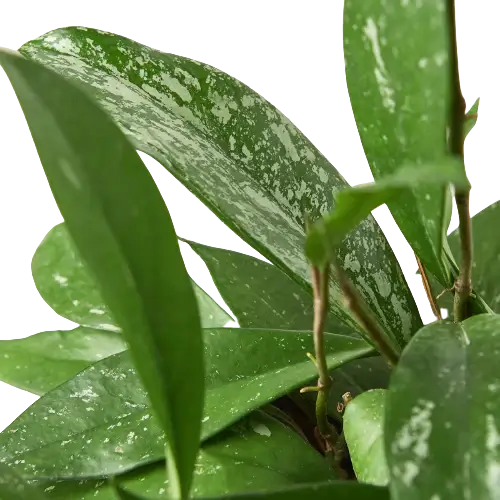 hoya-pubicalyx closeup leaves