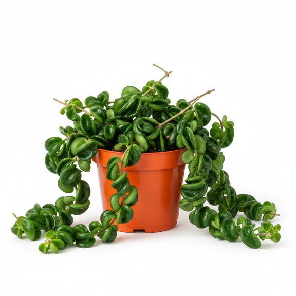 Hoya rope plant in orange 6-inch nursery pot with curled waxy green leaves on white background
