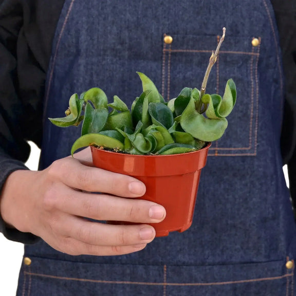 person holding a hoya-rope-plant