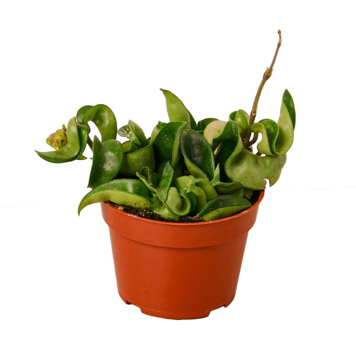 Hoya rope plant in orange 3-inch nursery pot with curled waxy green leaves on white background
