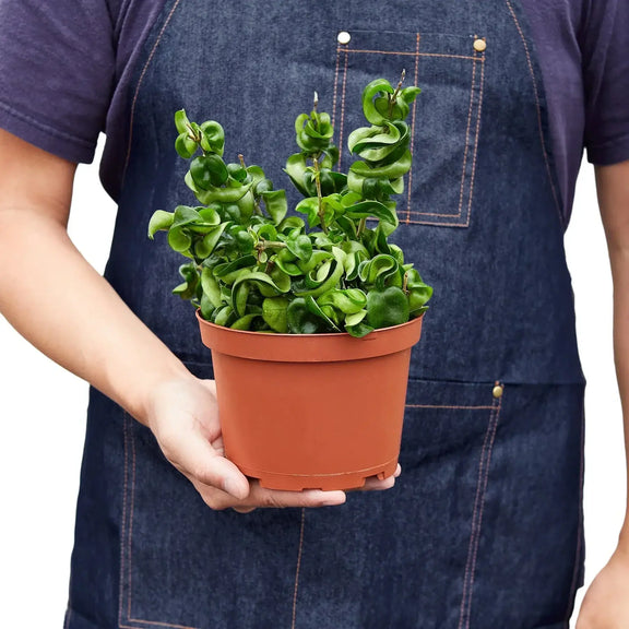 person holding a hoya-rope-plant 6 inch pot