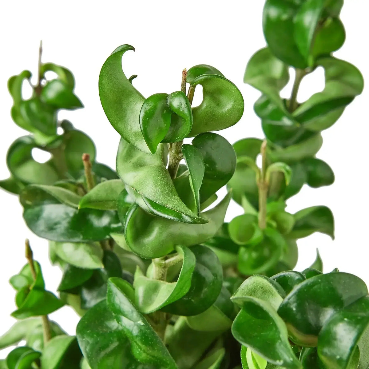 Close up of Hoya rope plant showcasing curled waxy green leaves on white background
