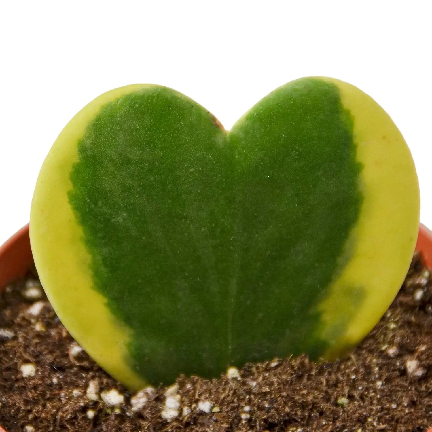 hoya-sweetheart-variegated plant leave closeup