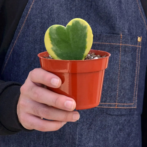 heart hoya succulent Hoya 'Sweetheart Variegated' - Pet Safe Heart-Shaped Collector Hoya