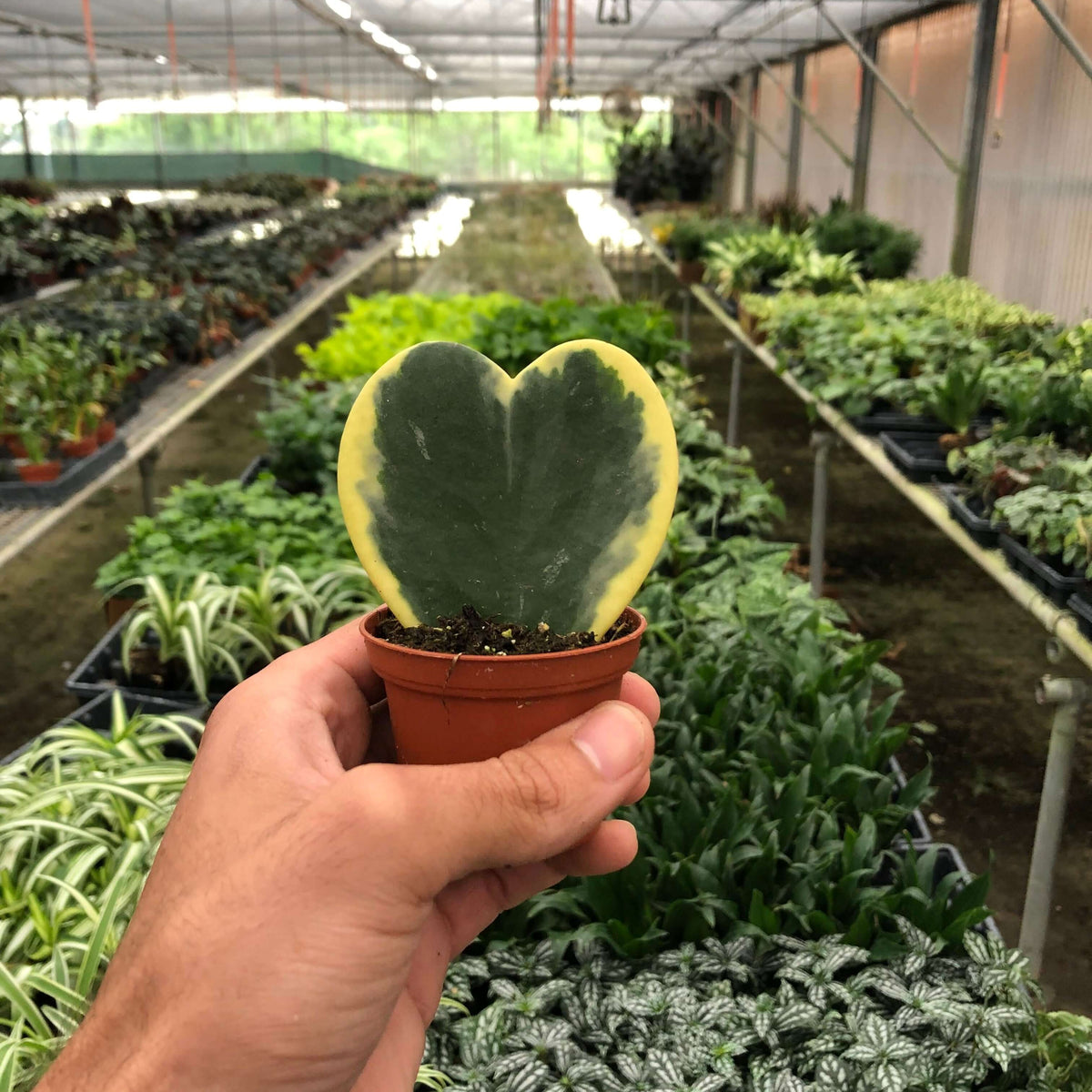 hoya-sweetheart-variegated plant in a nursery
