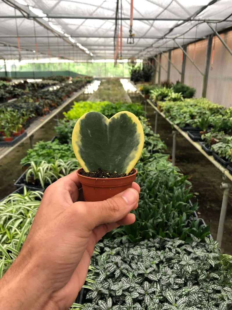 hoya-sweetheart-variegated plant in a nursery