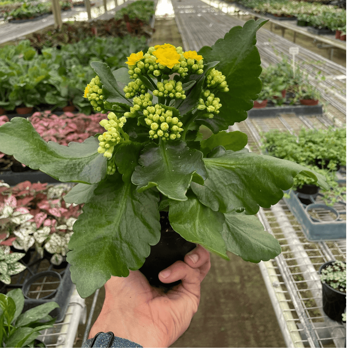 Kalanchoe